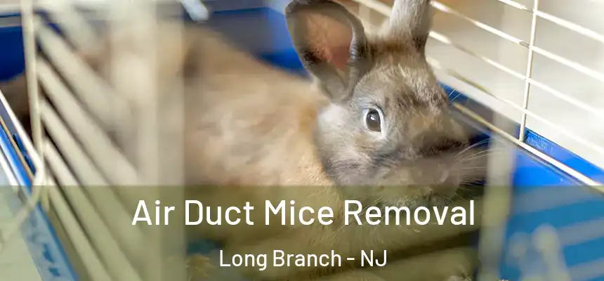 Air Duct Mice Removal Long Branch - NJ